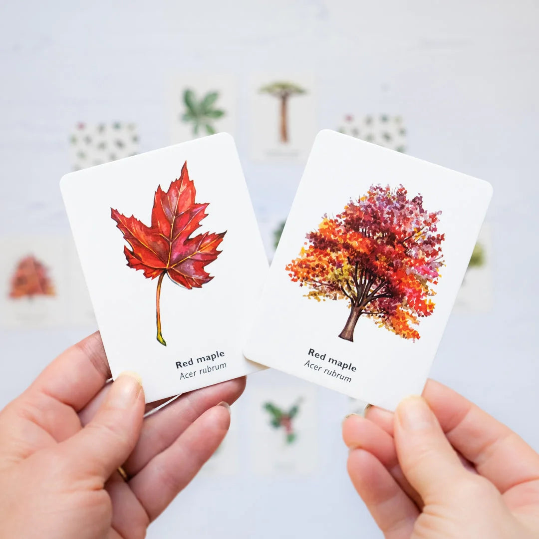 Match a Leaf: A Tree Memory Game