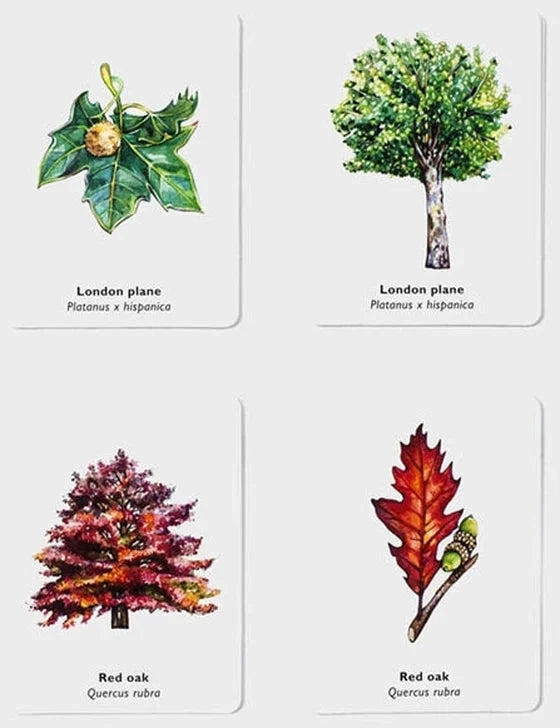 Match a Leaf: A Tree Memory Game